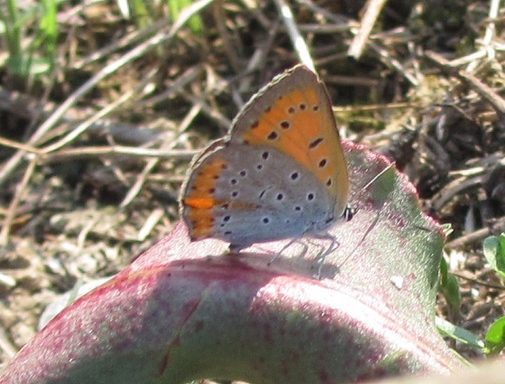 Lycaena dispar in deposizione